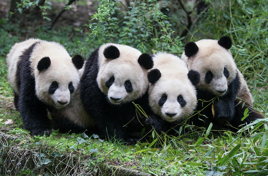 Four Giant Pandas In A Row Photograph by Suzi Eszterhas