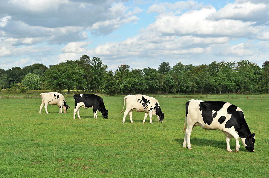 Four Grazing  Cows In The Pasture In Photograph by Brytta