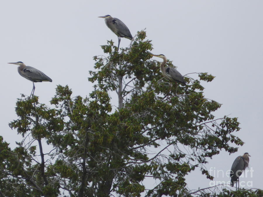 Four Great Blue Herons Photograph by Charles Robinson