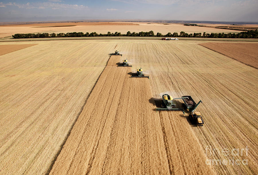 Big Photograph - Four Harvesters Combing On A Prairie by Tyler Olson Big Photograph - Four Harvesters Combing On A Prairie by Tyler Olson