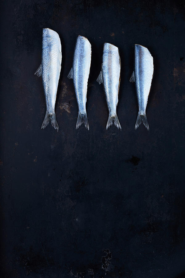 Four Herrings In Row Next To Each Other Photograph by Rafael Pranschke