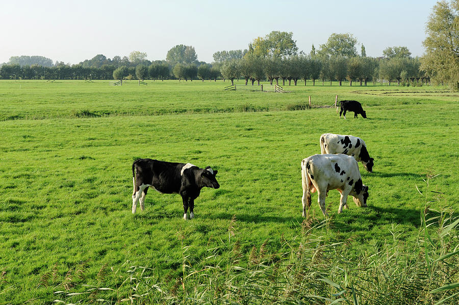 Four Holstein Cows In A Meadow Photograph by Vliet