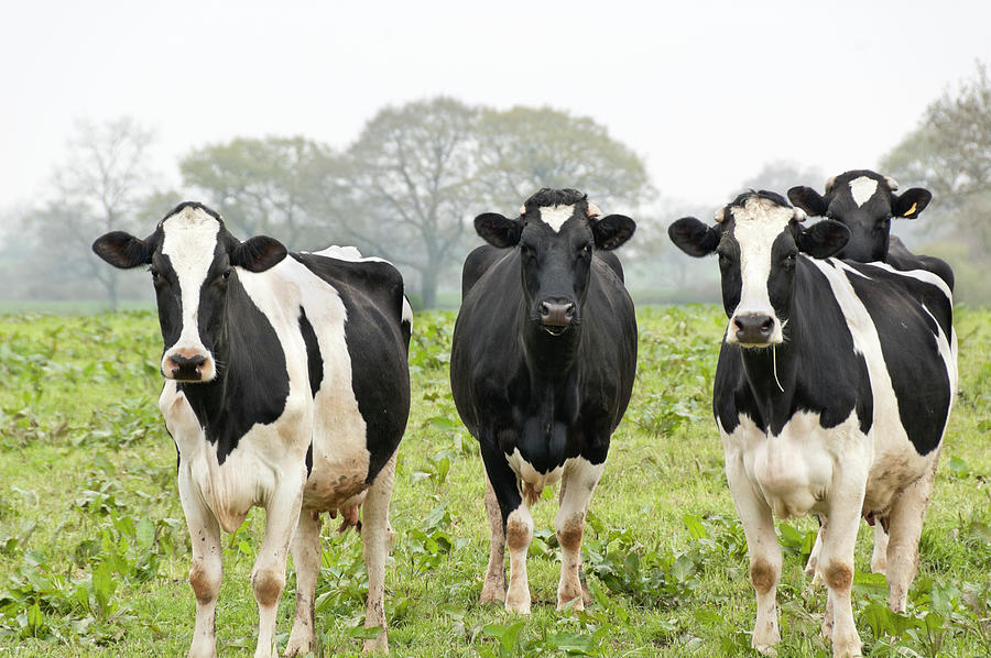 Four Holstein Friesian Cows Standing In Photograph by Tbradford