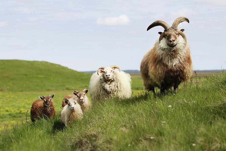 Four-horned Sheep Photograph by Gigja Einarsdottir