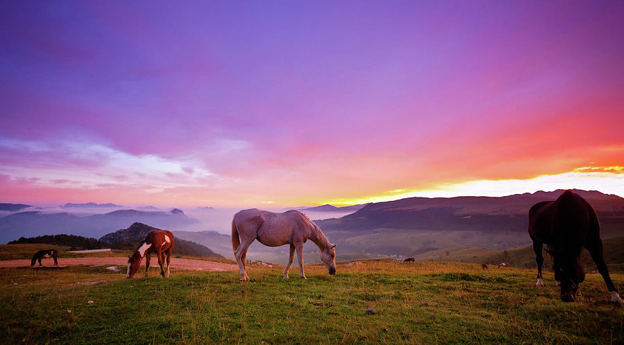 Four Horses Grazing On The Grass At Photograph by Moreiso