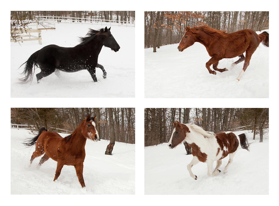 Horse Photograph - Four Horses In Winter by Monte Nagler