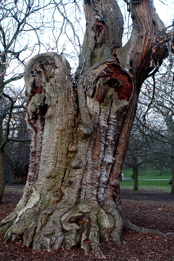 Four Hundred Year Old Sweet Chestnut Tree Photograph by Aidan Moran