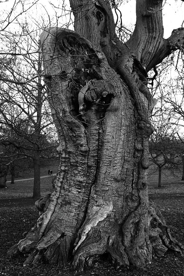 Four Hundred Year Old Sweet Chestnut Tree at Greenwich Park Photograph by Aidan Moran