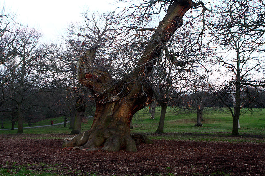 Four Hundred Year Old Sweet Chestnut Tree In Greenwich Park Photograph