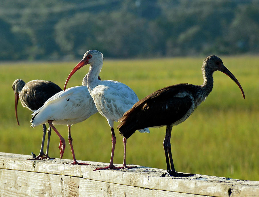 Four Ibises in a Row Photograph by Bruce Gourley