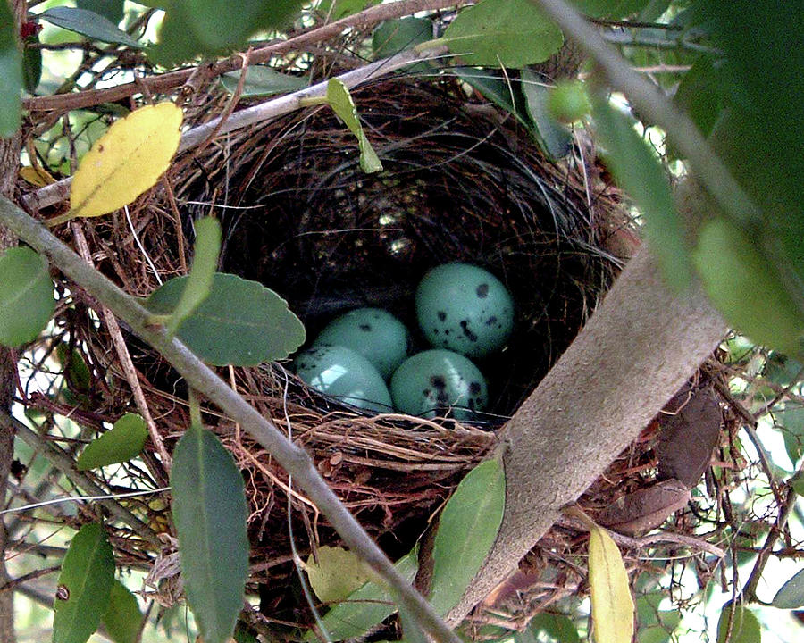 Four in a Nest by Belinda Landtroop Four in a Nest by Belinda Landtroop