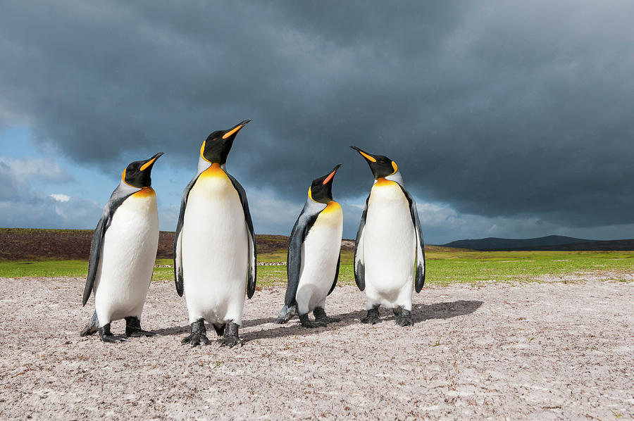 Four King Penguins, Falklands Photograph by Tui De Roy