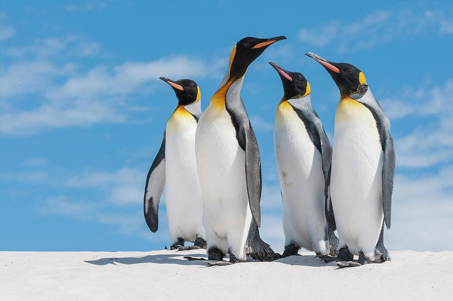 Four King Penguins On Volunteer Beach Photograph by Tui De Roy