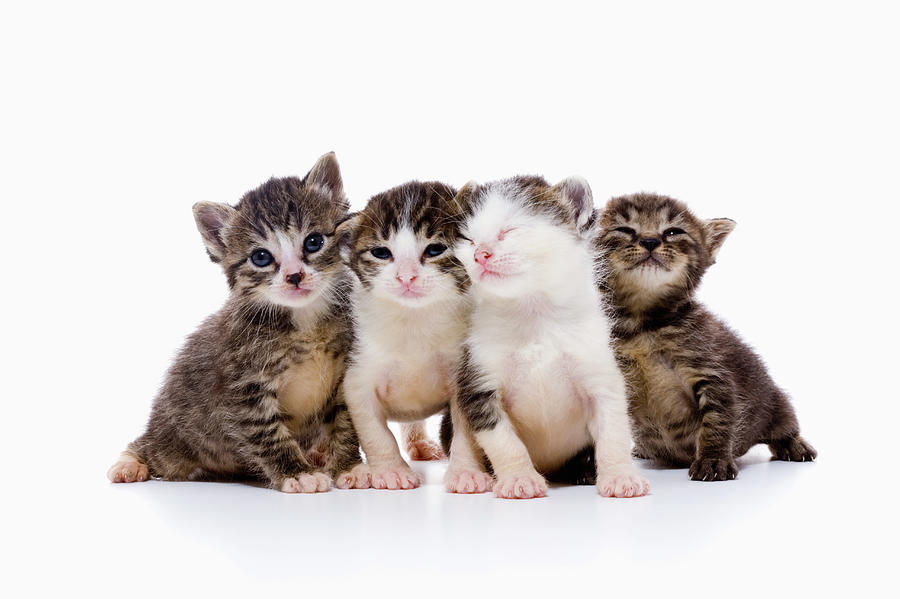 Four Kittens Photograph by Ultra.f