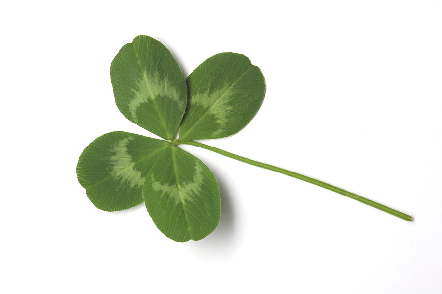 Four-leaf Clover, A Sign Of Luck Photograph by Vincenzo Lombardo