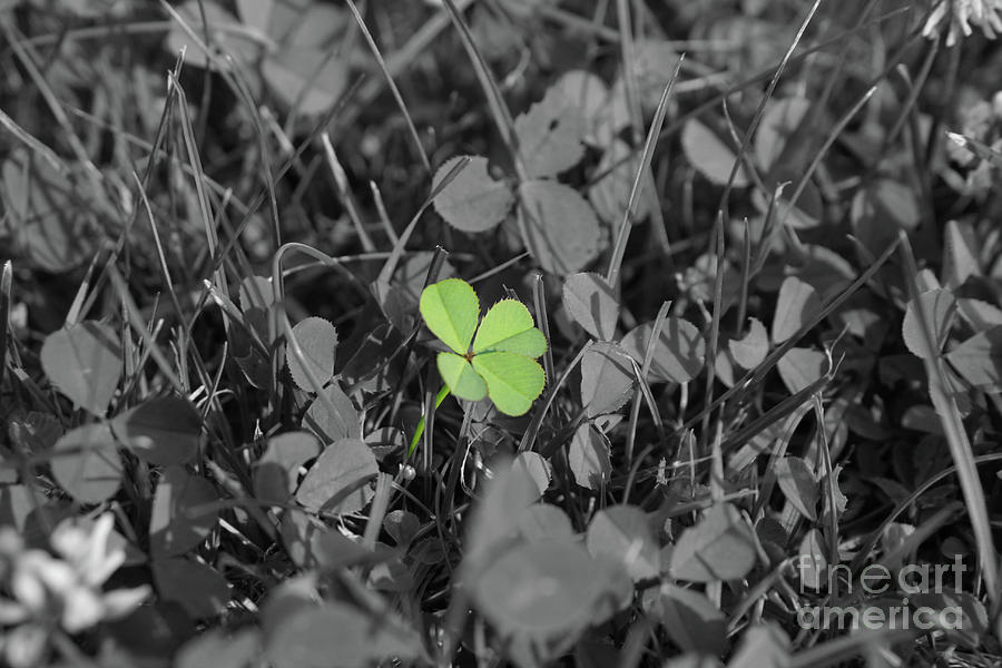 Four-leaved Clover Photograph by Tobias k Four-leaved Clover Photograph by Tobias k