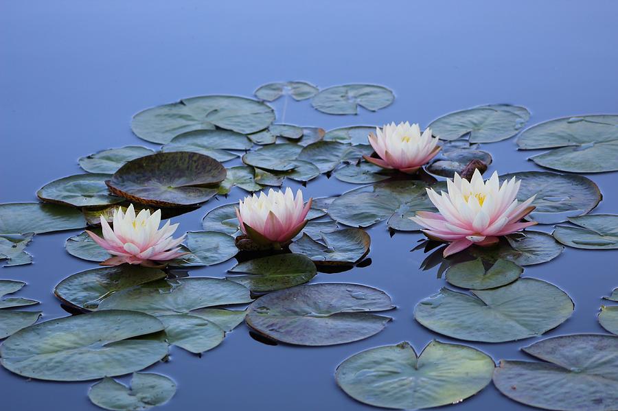 Four Lilies Photograph by Monica Donaldson Stewart - Fine Art America