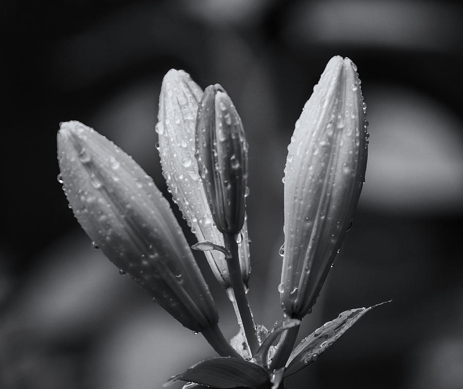 Four Lily Buds Black And White Photograph