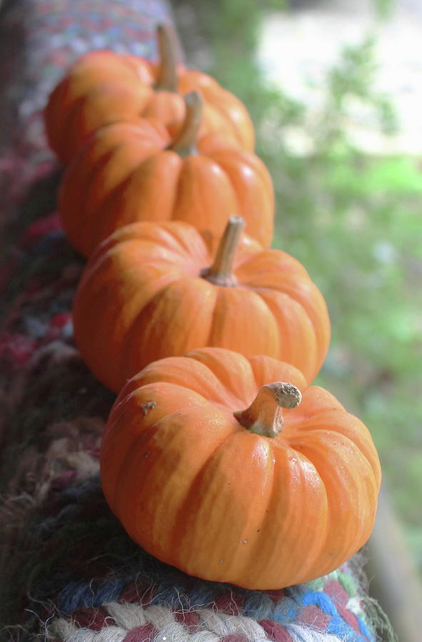 Four Mini Punkins Photograph By Cathy Lindsey - Fine Art America