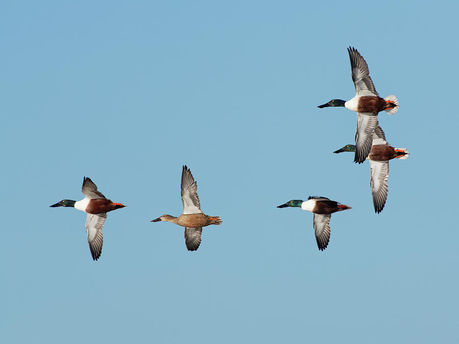 Four Northern Shoveler Drakes And One Female In A Courtship Photograph ...