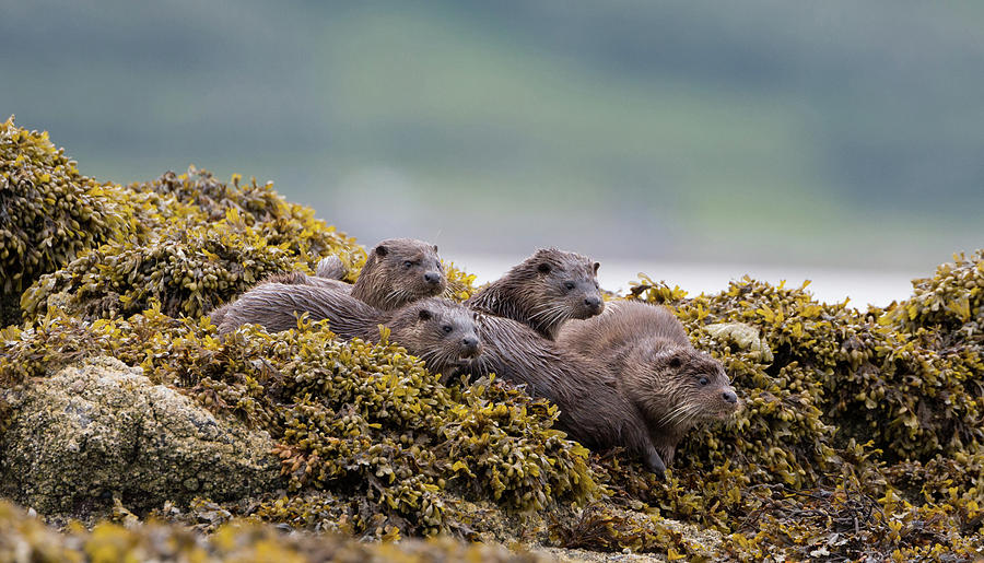 Four Otters Photograph by Pete Walkden