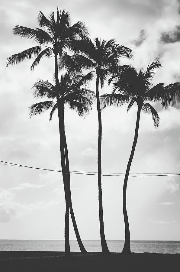 Four palm trees aligned and crossed by electric wires in Hawaii, US ...