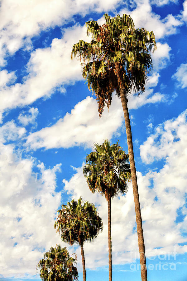 Nature Photograph - Four Palm Trees in Beverly Hills by John Rizzuto