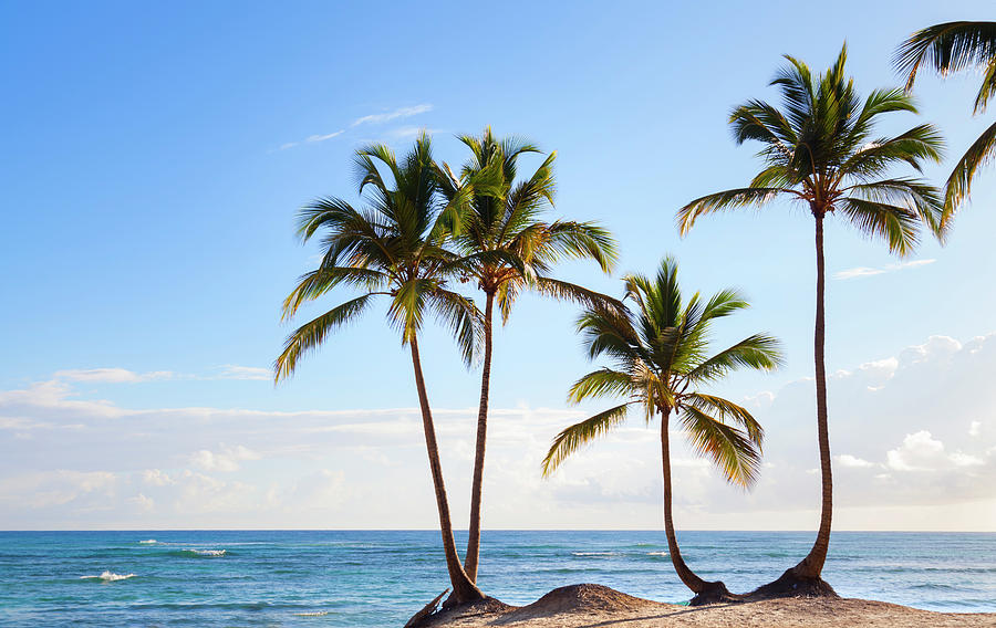 Summer Digital Art - Four Palm Trees On Beach, Dominican Republic, The Caribbean by Henglein And Steets