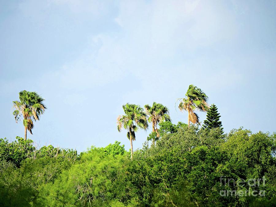 Four Palms And A Pine Photograph