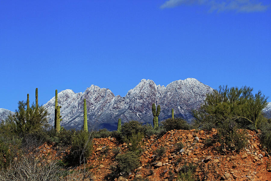 Four Peaks Saguaro Palo Verde Trees And Rocks Digital Art by Tom Janca