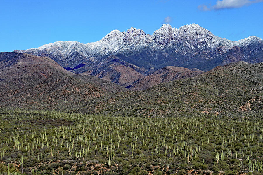 Four Peaks  Snow  Saguaros, Digital Art by Tom Janca