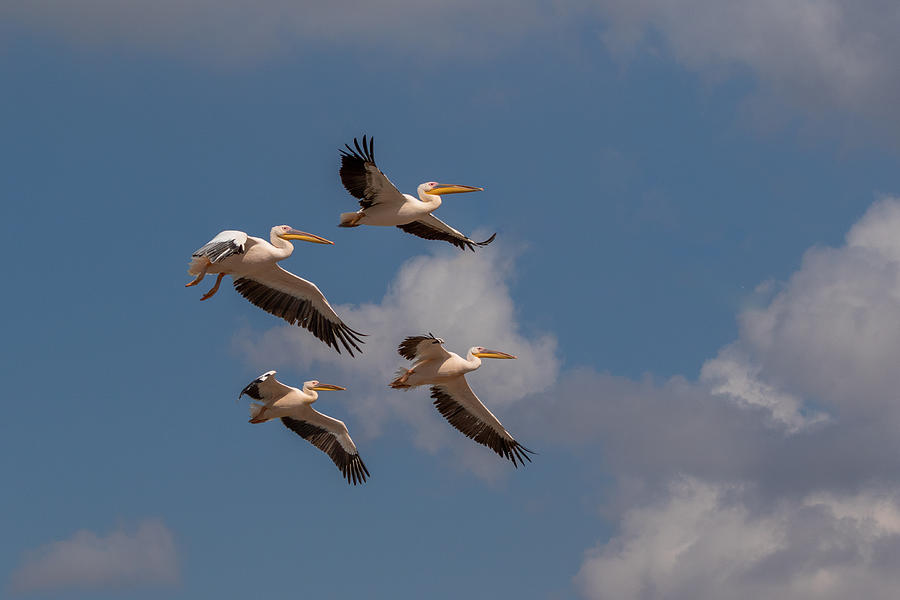 Four Pelicans In Flight Photograph by Natalia Rublina