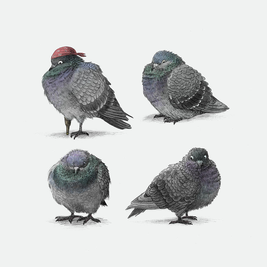 Pigeon Drawing - Four Pigeons by Eric Fan