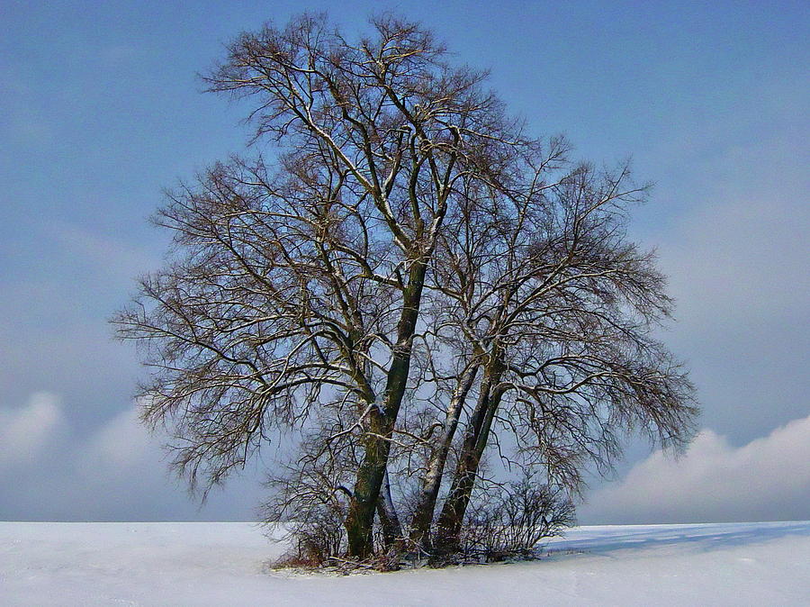 Four Poplars Winter Scene by Anthony Dezenzio Four Poplars Winter Scene by Anthony Dezenzio