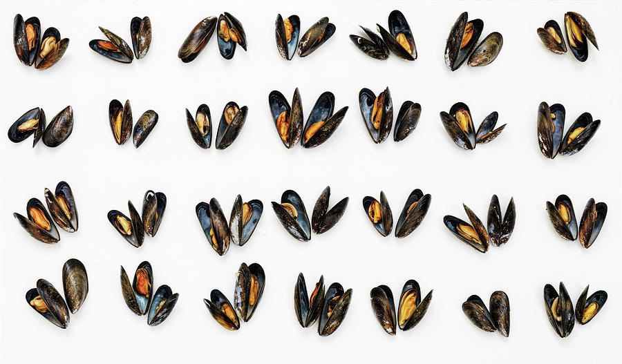Four Rows Of Mussels Photograph by Hugh Johnson