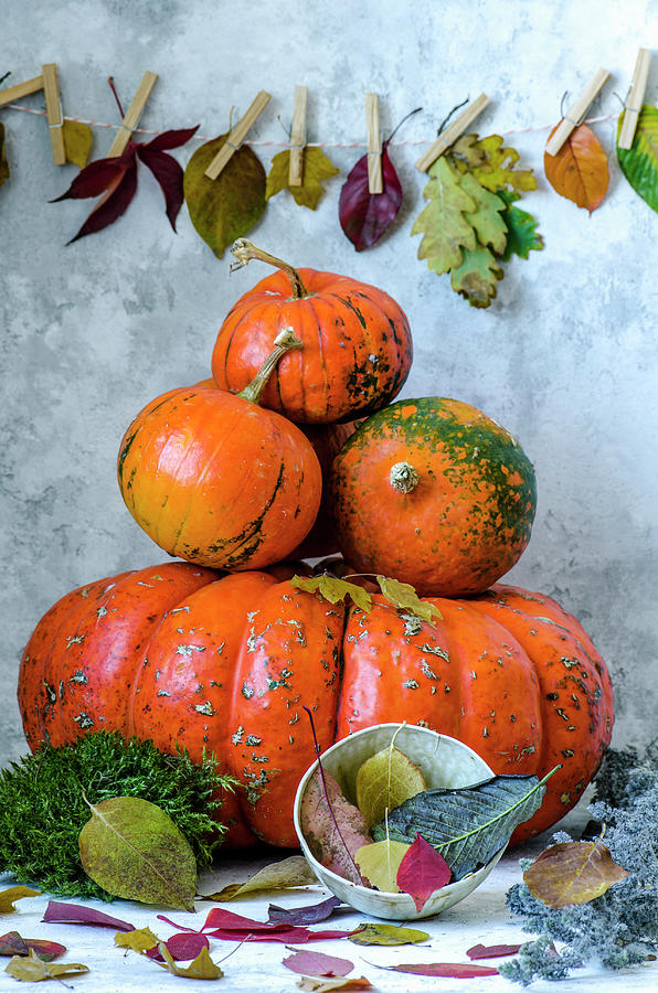 Four Small Pumpkins Lie On A Huge Pumpkin Photograph by Gorobina