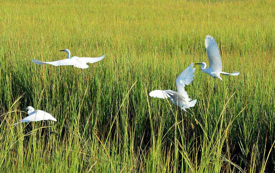 Four Snowy Egrets in Flight Photograph by Bruce Gourley