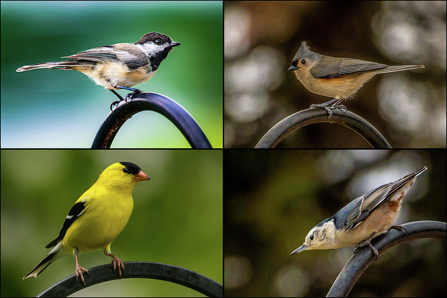 Four Song Birds by onyonet photo studios Four Song Birds by onyonet photo studios