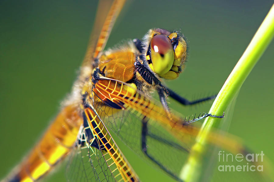 Insects Photograph - Four Spotted Chaser by Sharon Talson