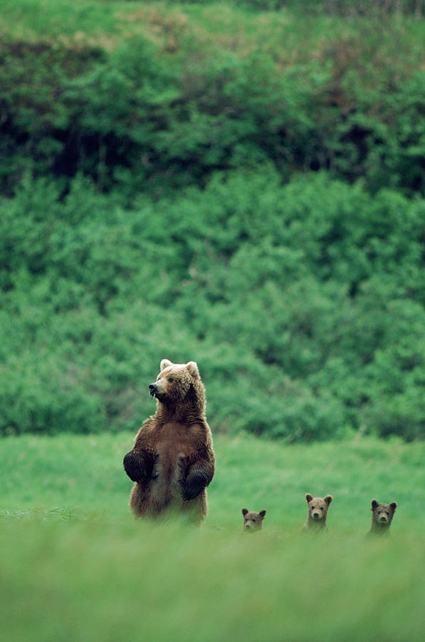 Four Standing Grizzly Bears Photograph by Mark Newman