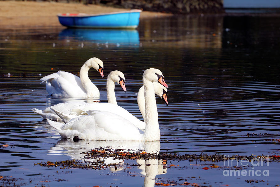 Four Swans And A Boat Photograph