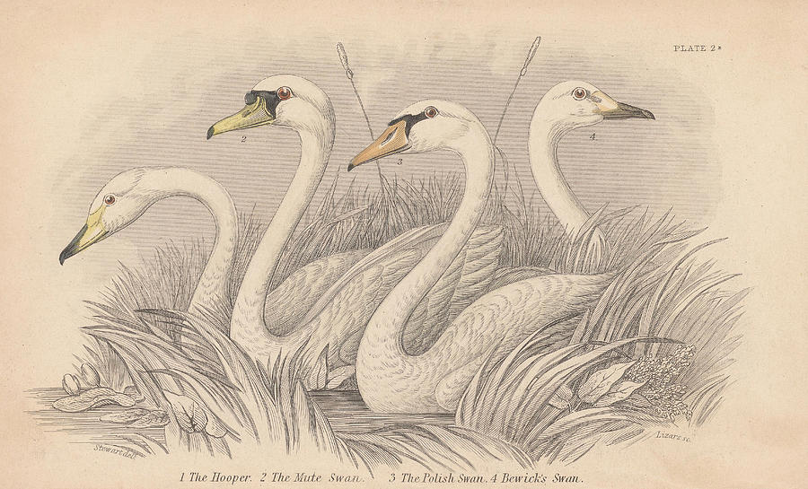 Four Swans Photograph by Hulton Archive