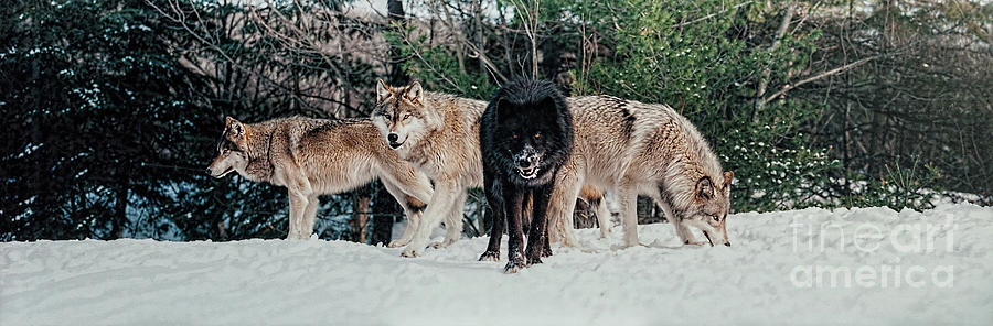 Four Timber Wolves Photograph by Les Palenik
