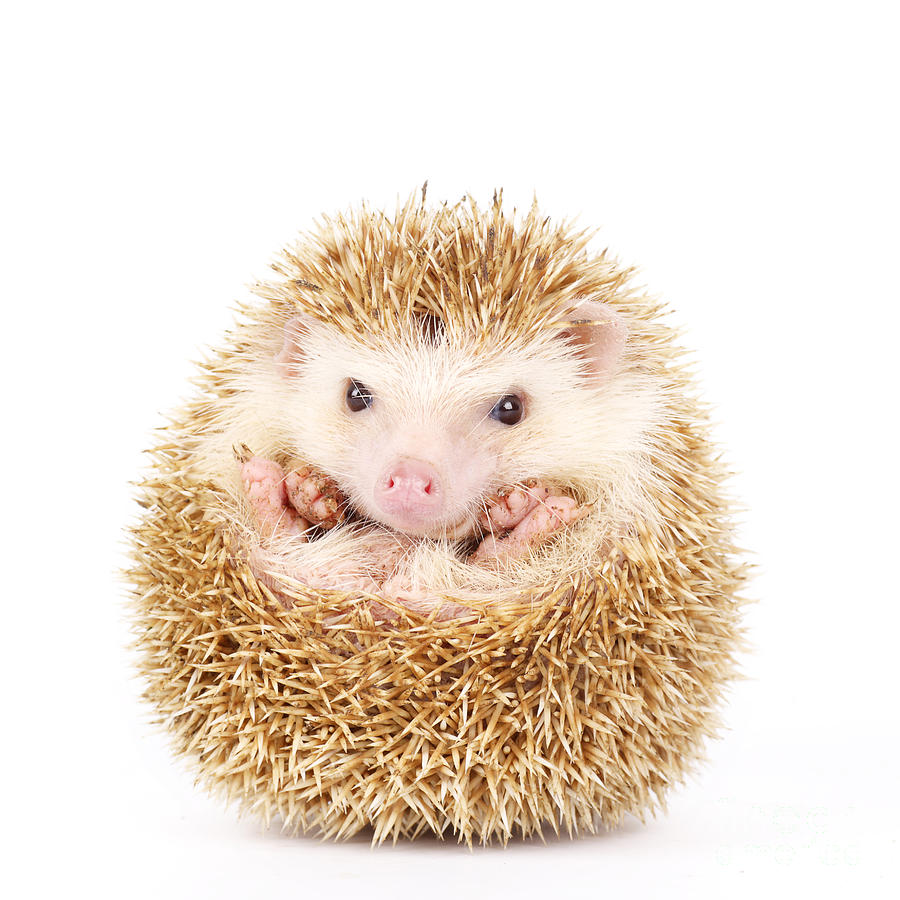 Studio Photograph - Four-toed Hedgehog Atelerix by Kamonrat Studio Photograph - Four-toed Hedgehog Atelerix by Kamonrat