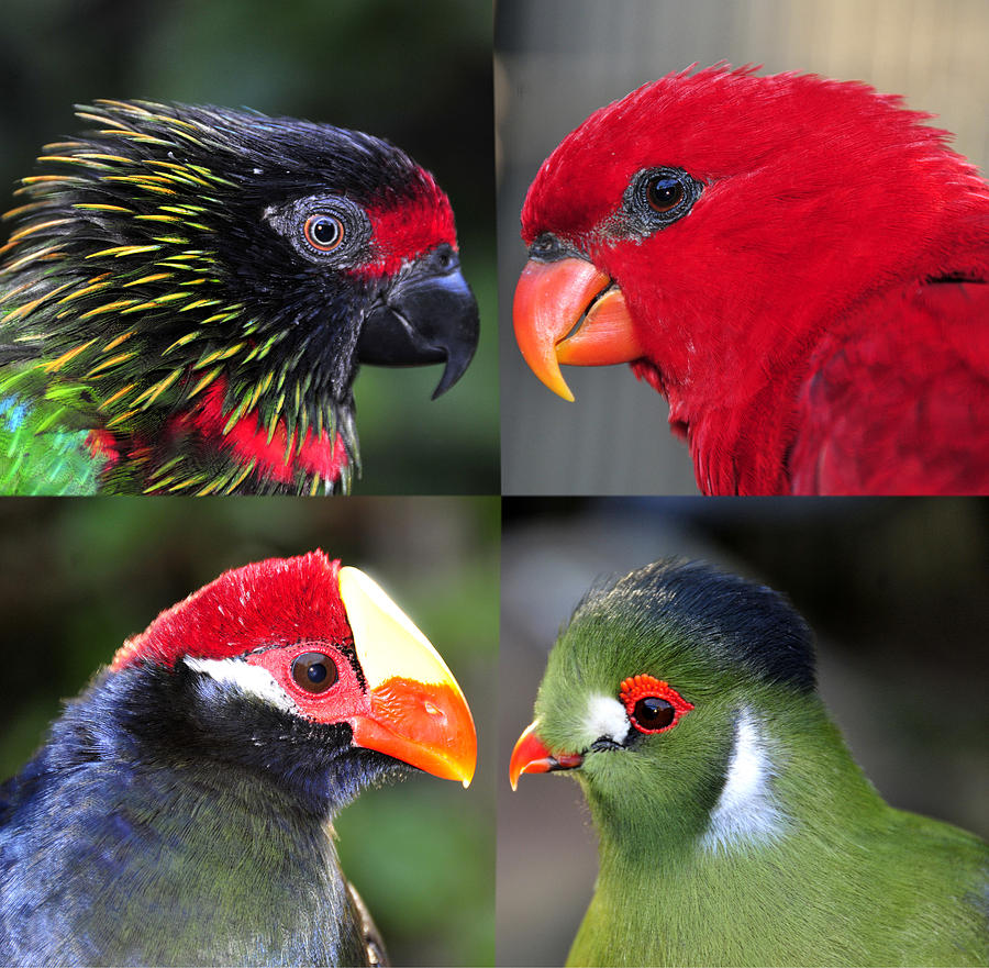 Four tropical birds Photograph by David Lee Thompson