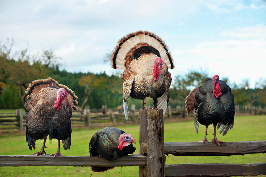 Four Turkeys Sitting On A Wooden Fence Photograph by Helene Cyr / Design Pics