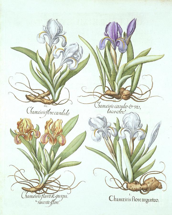 Four Varieties Of Rhizomatous Irises Drawing by Heritage Images
