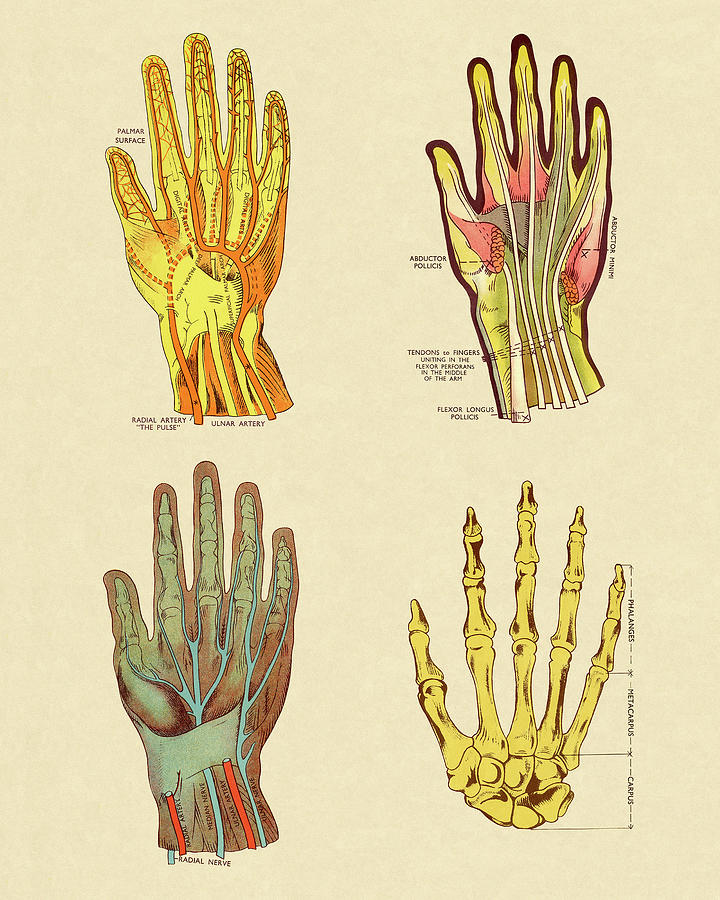 Vintage Drawing - Four Views of Hand by CSA Images