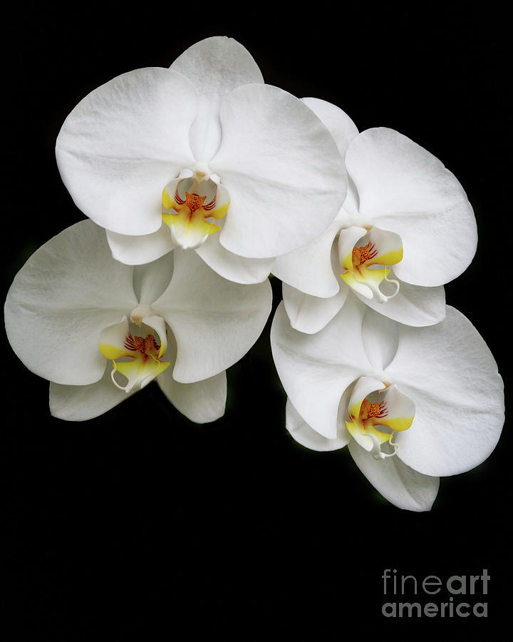Four White Orchids Photograph by Sabrina L Ryan
