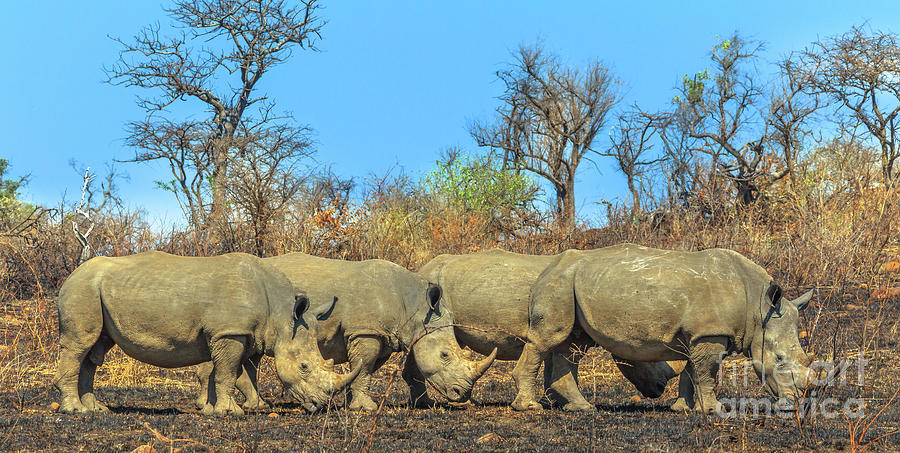 Four white rhinos Photograph by Benny Marty